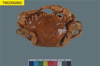 藏品(日本蟳)的圖片